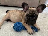 Chiot mâle de type Bouledogue Français à vendre