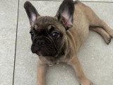 Chiot mâle de type Bouledogue Français à vendre