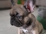 Chiot mâle de type Bouledogue Français à vendre