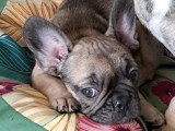 Chiot mâle de type Bouledogue Français à vendre
