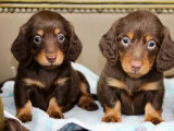 Deux chiots Teckel Nain chocolat à poil long non LOF à réserver