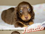 Deux chiots Teckel Nain chocolat à poil long non LOF à réserver