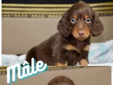 Deux chiots Teckel Nain chocolat à poil long non LOF à réserver