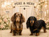 Deux chiots Teckel Nain chocolat à poil long non LOF à réserver