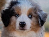 Chiot Berger Américain Miniature bleu merle mâle LOF à vendre