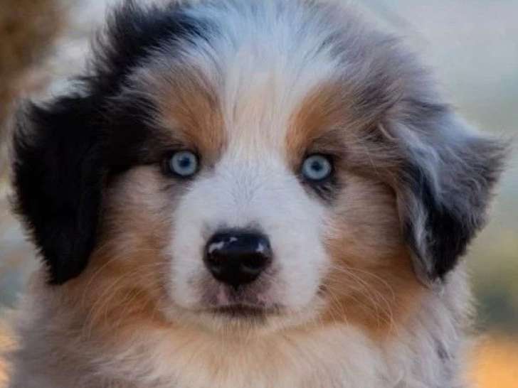 Chiot Berger Américain Miniature bleu merle mâle LOF à vendre
