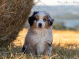 Chiot Berger Américain Miniature bleu merle mâle LOF à vendre