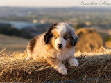 Chiot Berger Américain Miniature bleu merle mâle LOF à vendre