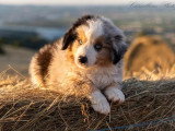 Chiot Berger Américain Miniature bleu merle mâle LOF à vendre
