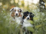 Chiot Berger Américain Miniature bleu merle mâle LOF à vendre