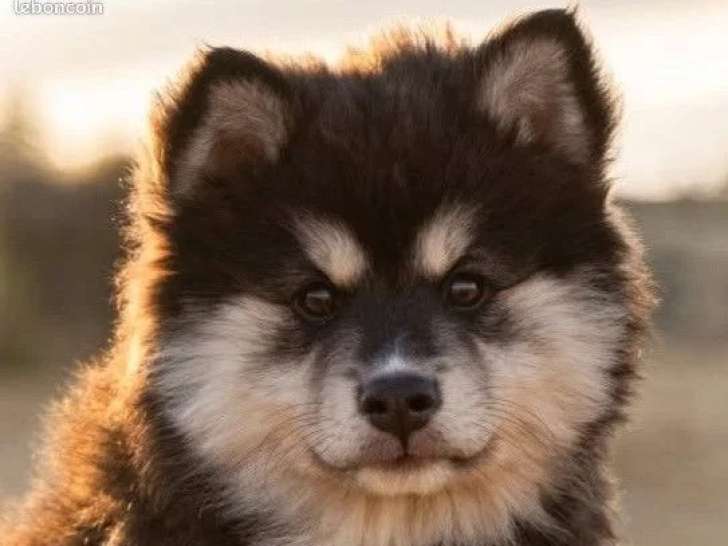Chiot Chien Finnois de Laponie mâle à vendre LOF né en avril 2026