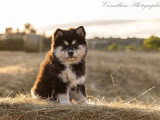 Chiot Chien Finnois de Laponie mâle à vendre LOF né en avril 2026
