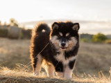 Chiot Chien Finnois de Laponie mâle à vendre LOF né en avril 2026