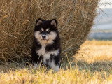 Chiot Chien Finnois de Laponie mâle à vendre LOF né en avril 2026