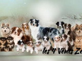 Chiot Chien Finnois de Laponie mâle à vendre LOF né en avril 2026
