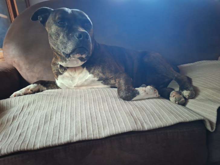 Chien adulte mâle American Staffordshire Terrier à donner