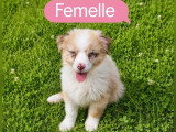 5 chiots Berger Américain Miniature non LOF de mai 2026 à réserver