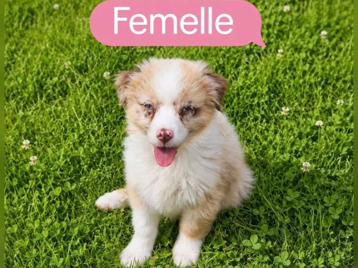 5 chiots Berger Américain Miniature non LOF de mai 2026 à réserver
