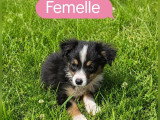 5 chiots Berger Américain Miniature non LOF de mai 2026 à réserver