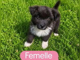 5 chiots Berger Américain Miniature non LOF de mai 2026 à réserver