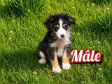 5 chiots Berger Américain Miniature non LOF de mai 2026 à réserver