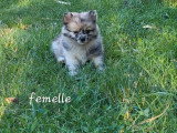 4 chiots Spitz à réserver non LOF nés en mai 2026