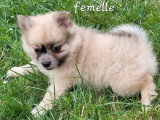 4 chiots Spitz à réserver non LOF nés en mai 2026
