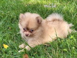 4 chiots Spitz à réserver non LOF nés en mai 2026