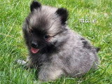 4 chiots Spitz à réserver non LOF nés en mai 2026