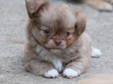 3 chiots Chihuahua LOF à réserver nés en mai 2026