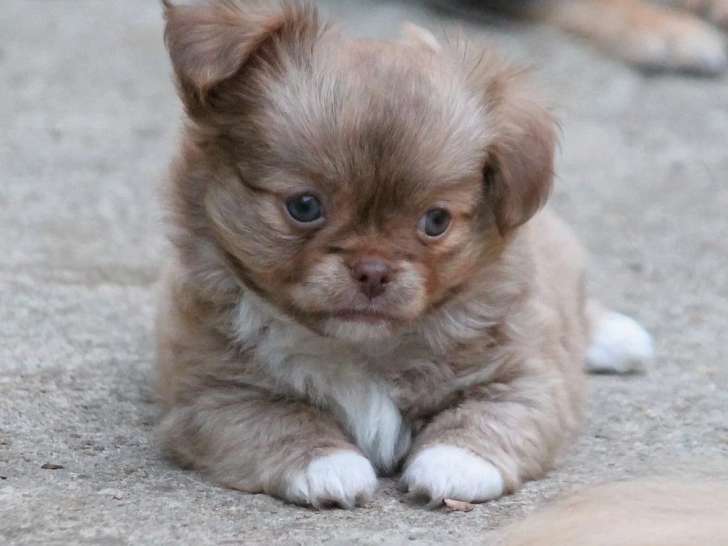3 chiots Chihuahua LOF à réserver nés en mai 2026