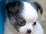 3 chiots Chihuahua LOF à réserver nés en mai 2026