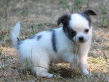 3 chiots Chihuahua LOF à réserver nés en mai 2026