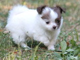 3 chiots Chihuahua LOF à réserver nés en mai 2026