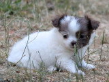 3 chiots Chihuahua LOF à réserver nés en mai 2026