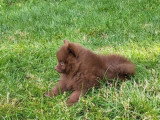 3 chiots Spitz mâles à réserver non LOF nés en mai 2026