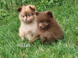 3 chiots Spitz mâles à réserver non LOF nés en mai 2026