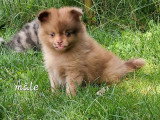 3 chiots Spitz mâles à réserver non LOF nés en mai 2026