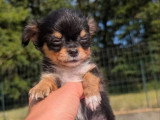 3 chiots Chihuahua poil long black and tan non LOF à réserver