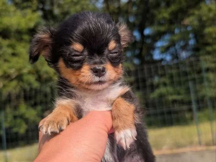 3 chiots Chihuahua poil long black and tan non LOF à réserver