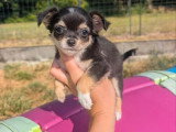 3 chiots Chihuahua poil long black and tan non LOF à réserver