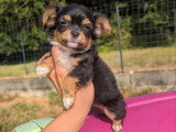 3 chiots Chihuahua poil long black and tan non LOF à réserver