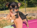 3 chiots Chihuahua poil long black and tan non LOF à réserver