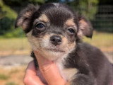 3 chiots Chihuahua poil long black and tan non LOF à réserver