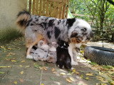 Chiots Berger Australien LOF élevés avec passion à vendre