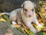 Balder p'tit gars bleu merle aux yeux bleus