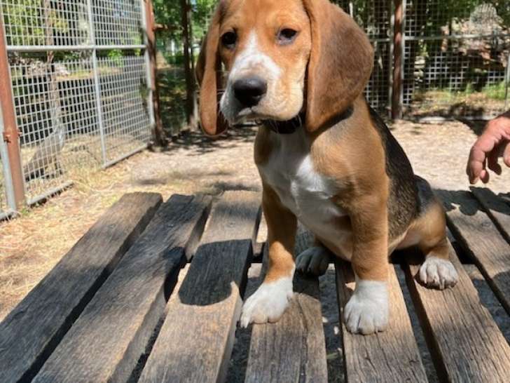 Chiots mâles Beagle à vendre