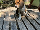 Chiots mâles Beagle à vendre