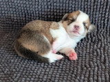 7 chiots Welsh Corgi Pembroke à réserver non LOF nés en juin 2026