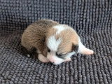 7 chiots Welsh Corgi Pembroke à réserver non LOF nés en juin 2026